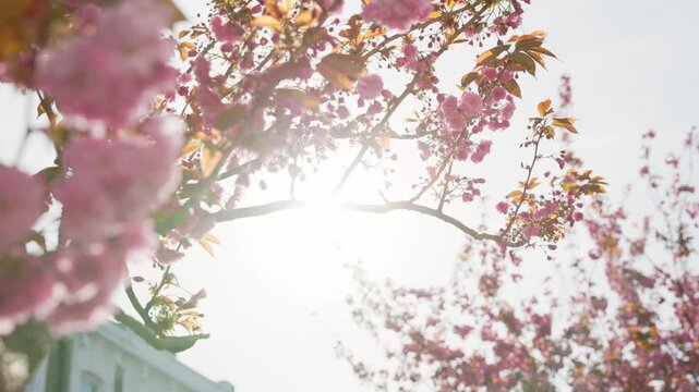 Pink and white cherry blossom detail captured in Chelsea London