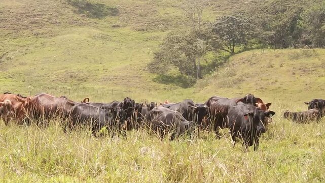 GANADERIA, VACAS