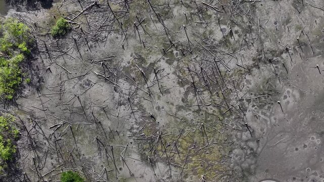 Aerial Wetland Mudflat with Fallen Trees and Stumps