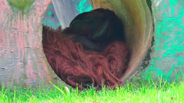 an orangutan sleeping