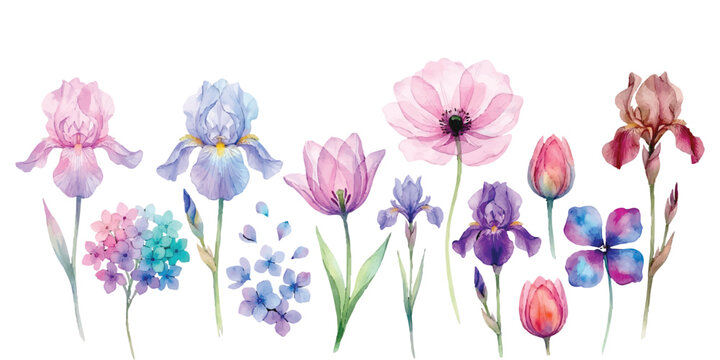 Watercolor floral collection featuring beautiful irises tulips and spring blossoms for elegant wedding invitation design elements