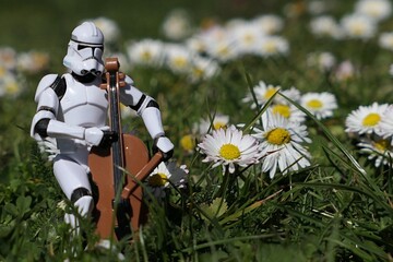 Naklejka premium Action figure of Star Wars clone trooper in white armor and helmet playing on model of violoncello in garden lawn with blossoming common daisies, sunlit by morning sunshine. 