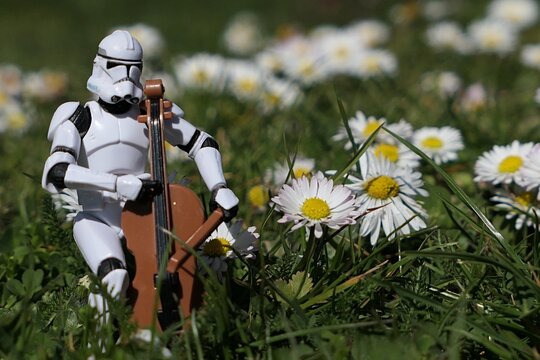 Action figure of Star Wars clone trooper in white armor and helmet playing on model of violoncello in garden lawn with blossoming common daisies, sunlit by morning sunshine. 