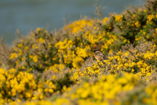 European Stonechat, Saxicola torquata, on gorse in Pembrokeshire Coast National Park