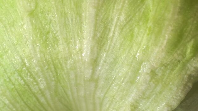Close-up of wet lettuce leaves