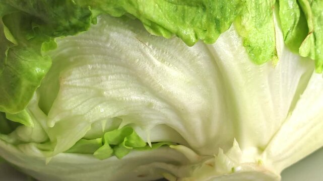 lettuce spinning on a presentation table