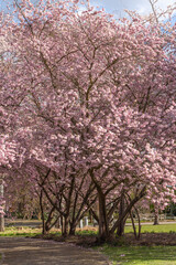 Fototapeta premium Pink blossoms blanket a large tree. Branches stretch wide under a clear sky. Sunlight filters through delicate petals. Green grass and gravel path frame the scene. Peaceful spring day, quiet