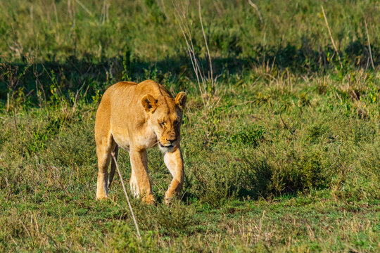 Lioness walking in a grass. Serengeti national park, Tanzania