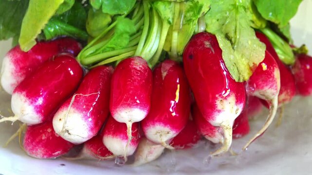 Harvested radishes under water stream