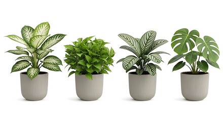 Fototapeta premium A collection of four unique indoor plants in stylish gray pots for modern home decoration