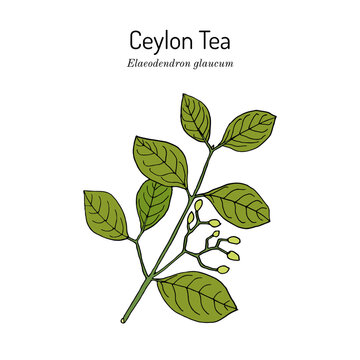 Ceylon Tea (Elaeodendron glaucum), medicinal plant. Hand drawn botanical vector illustration