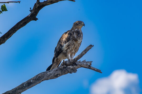 Savannenadler sitzt auf einem Baum in der Serengeti und h&auml;lt nach Beute Ausschau