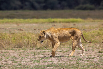 A lioness walking across the Savana in Amobseli National Park, Kenya © Sandipan