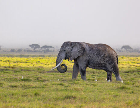 A huge tusker roaming in the savana of Amboseli National Park, Kenya