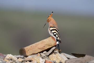 Adult Eurasian Hoopoe (Upupa epops) perched on a brick and calling (displaying) against a smooth blurred background. © VOLODYMYR KUCHERENKO