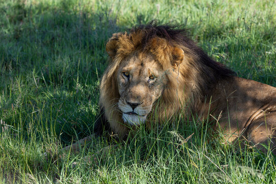 Portr&auml;t eines alten L&ouml;wen mit pr&auml;chtiger M&auml;hne im hohen Gras in Afrika
