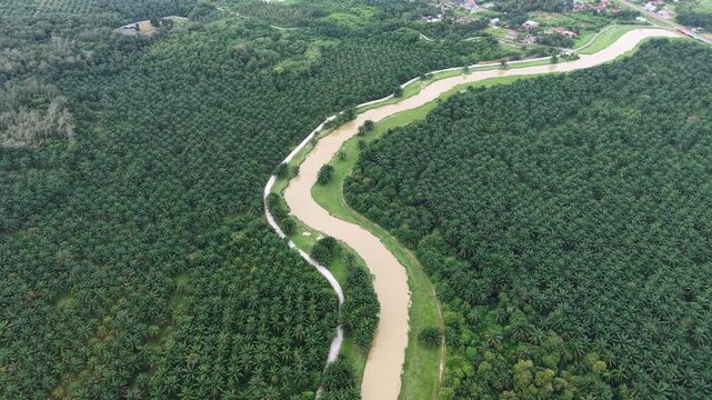 Aerial drone view of Sungai Kulim river through oil palm plantation
