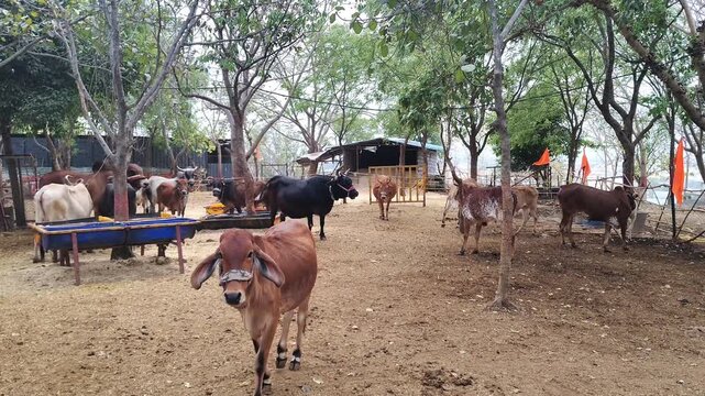 Domestic Indian Gir Cows and Calves in Rural Shelter: group of traditional Indian cattle, including Gir and Desi breeds, resting and walking in a rural farm shelter in India.