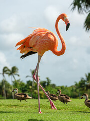 American flamingo walking on green grass with ducks © ADDICTIVE STOCK CORE