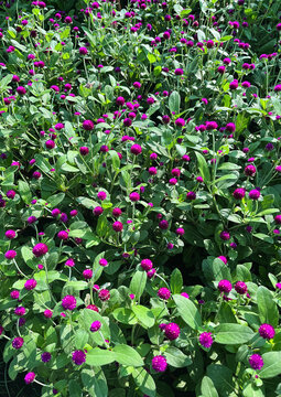 Gomphrena Globosa