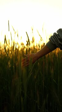 Girl Touches Growing Wheat Stalks With Hand In A Field At Sunset, Vertical Video