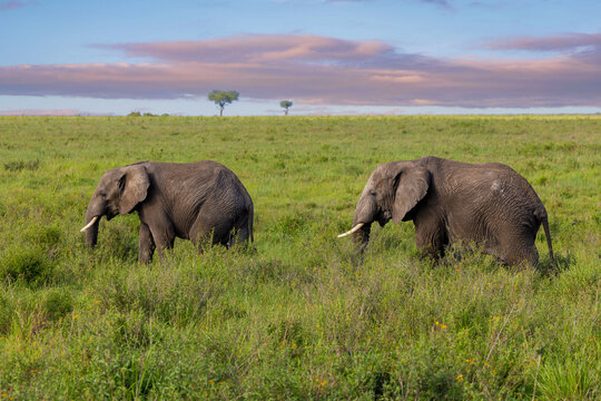 Zwei Afrikanische Elefanten im hohen Gras der Serengeti in Afrika zum Sonnenaufgang