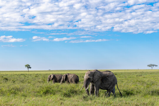 Drei Afrikanische Elefanten im hohen Gras der Serengeti in Afrika