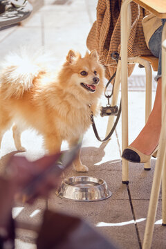 Pomeranian dog on leash drinking water at outdoor cafe