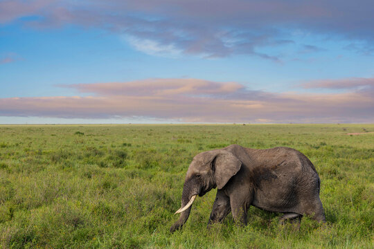 Elefant in der Serengeti zum Sonnenaufgang