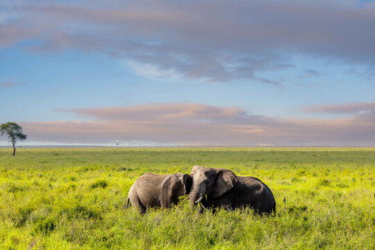 Zwei Afrikanische Elefanten in der Serengeti zum Sonnenaufgang