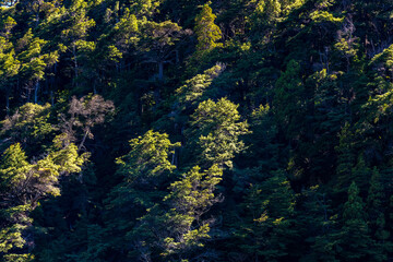 A detailed view of native trees and foliage shows the contrast between light and shade in a forest in Bariloche, Argentina. © Jose Luis Stephens