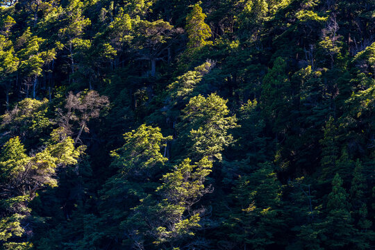 A detailed view of native trees and foliage shows the contrast between light and shade in a forest in Bariloche, Argentina.
