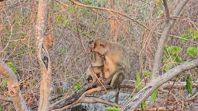 Long-tailed Macaque, Macaca fascicularis, on tree in forest.