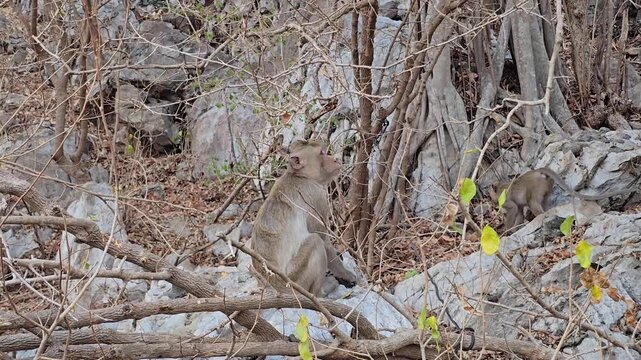 Long-tailed Macaque, Macaca fascicularis, on tree in forest.
