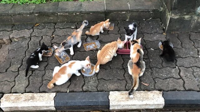 A group of stray cats of various colors eating food from bowls on a paved outdoor surface.
