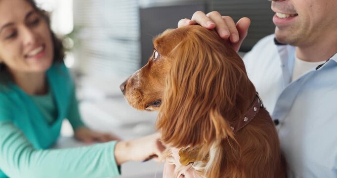 Veterinarian greets dog spaniel with owner at clinic. Calm scene shows vet starting a gentle pet examination and checkup as the owner comforts the canine. Calm trust during veterinary care.