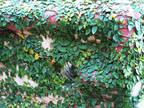 Ficus pumila is climbing plant. Cling walls or fences for aesthetic purposes. Small, dark green, oval or heart-shaped leaves and develops specialized roots from leaf nodes for attachment to surfaces.
