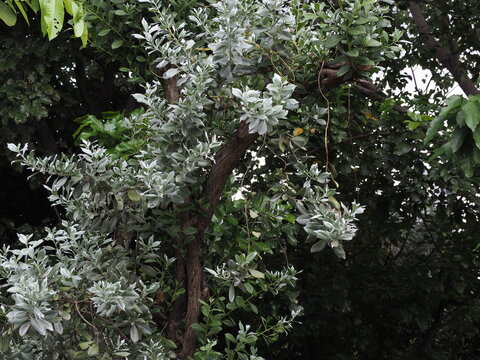 Silver Leaved Buttonwood or Silver Buttonwood has silvery-green or silvery-gray leaves covered with velvety hairs, making leaves appear to shimmer when exposed to light. Conocarpus erectus L. var. ser