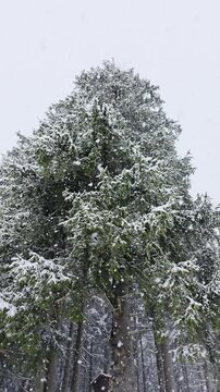 Slow motion falling snow over a big snow-covered pine tree.
