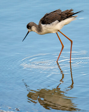 cig&uuml;e&ntilde;uela com&uacute;n (Himantopus himantopus). Es un ave lim&iacute;cola espectacular, famosa por tener las patas proporcionalmente m&aacute;s largas de todo el mundo aviar (solo superada por el avestruz).