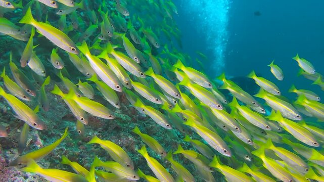 Underwater shot of Flock herd of bluestripe snapper fish bait ball hiding from the shark. In the background, silhouettes of divers. Seascape with yellow Jack fish around corals of the Caribbean Sea.