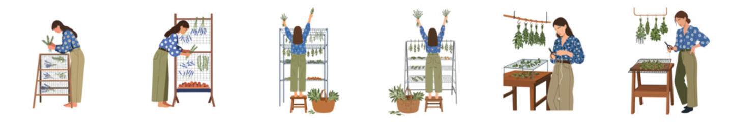 Set of flat vector illustrations depicting a woman harvesting, hanging, and drying fresh aromatic herbs like lavender and rosemary on racks. © Sugih