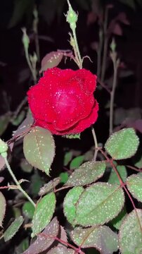 Red Rose with Water Drops in Night Background