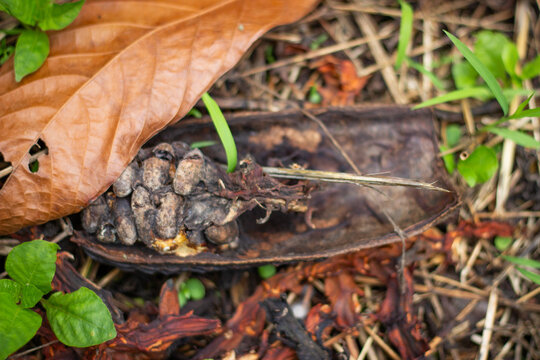 Decomposing cocoa pod with visible cacao beans resting on the forest floor, surrounded by dry leaves and scattered green plant growth, illustrating organic waste and natural decomposition
