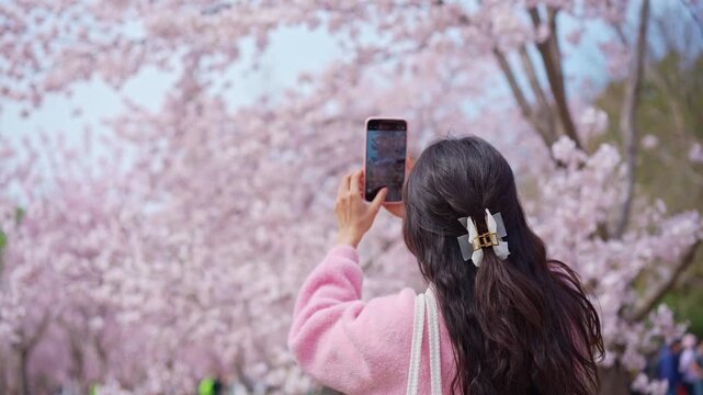 Young tourist woman enjoying spring scenery and taking photos of cherry blossoms with smartphone on a clear spring day
