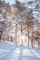 Obraz premium Sunlight shines through snow-covered trees in Arctic winter forest. Bright light and long shadows create peaceful Nordic landscape with fresh snow and calm natural atmosphere