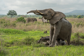 Fototapeta premium African elephant.