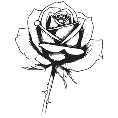 Detailed Black and White Line Art Illustration of a Single Rose with Stem and Thorns © Zulfa
