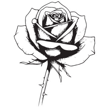 Detailed Black and White Line Art Illustration of a Single Rose with Stem and Thorns