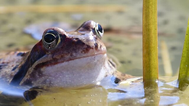 Common Frog (Rana temporaria) &ndash; Close-Up Male Calling and Blinking on Pond Surface &ndash; common in the wild in the Czech Republic